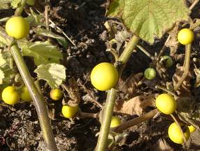 SOLANUM KHASIANUM FRUITS